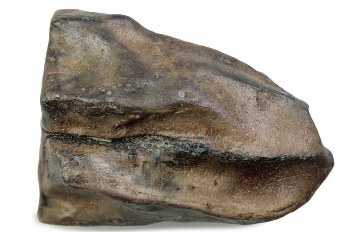 Fossil Triceratops Shed Tooth - Wyoming #376719
